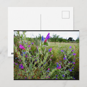 Paarse slangenkruid, Echium Plant Briefkaart