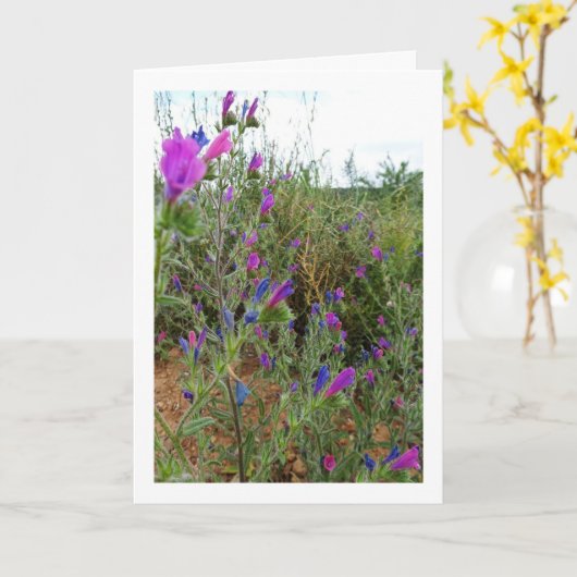 Paarse slangenkruid, Echium Plant Kaart (Gele Bloem)