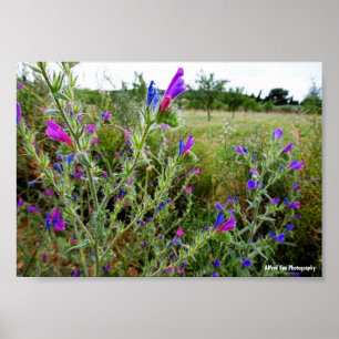 Paarse slangenkruid, Echium Plant Poster