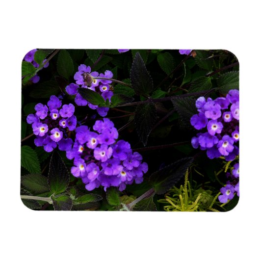 Paarse sleepboot Lantana #1 Magnet Magneet (Horizontaal)
