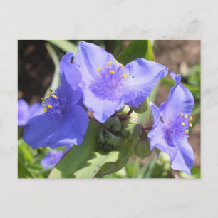 Paarse Spiderwort briefkaart