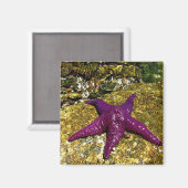 Paarse Starvis Magneet (Voorkant / Achterkant)