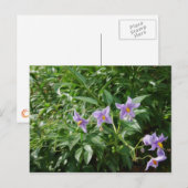 Paarse sterbloemen briefkaart (Voorkant / Achterkant)