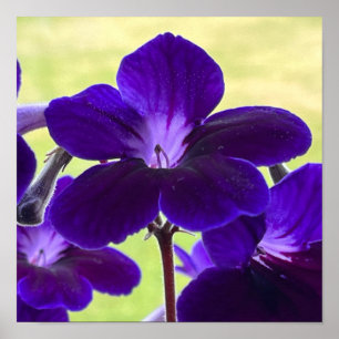 Paarse Streptocarpusbloem Poster