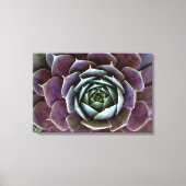 Paarse Succulent Close-up Canvas Afdruk (Voorkant)