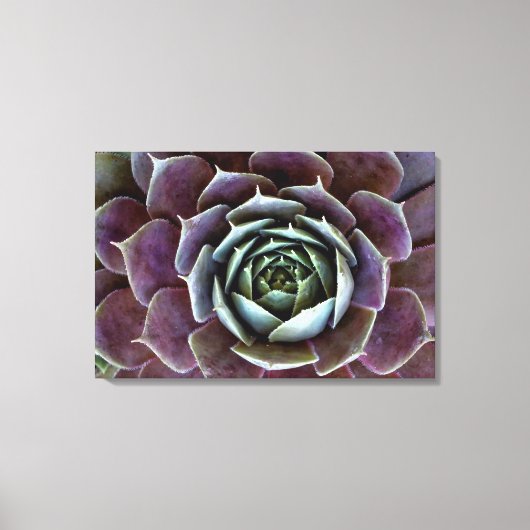 Paarse Succulent Close-up Canvas Afdruk (Voorkant)