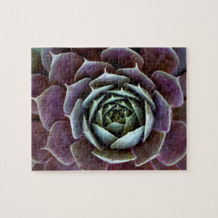 Paarse Succulent Close-Up Legpuzzel