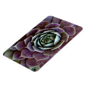 Paarse Succulent Close-Up Magneet (Linkerzijde)