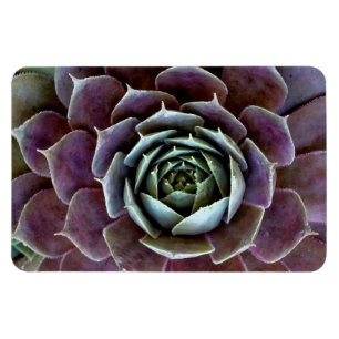 Paarse Succulent Close-Up Magneet