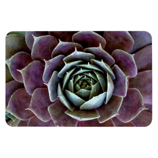 Paarse Succulent Close-Up Magneet (Horizontaal)