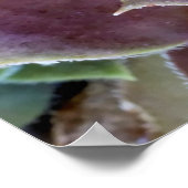 Paarse Succulent Close-up Poster (Hoek)