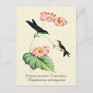 Paarse thornbill Hummingbird Art Briefkaart