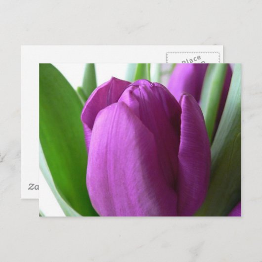 Paarse Tulip Briefkaart (Voorkant / Achterkant)