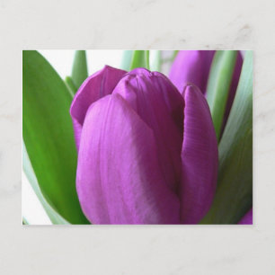 Paarse Tulip Briefkaart