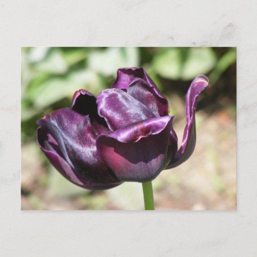 PAARSE TULIP BRIEFKAART (Voorkant)