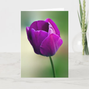 Paarse Tulip Kaart