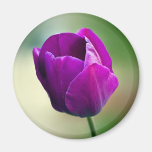 Paarse Tulip Magneet