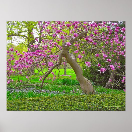 "PAARSE TULIP TREE IN SPRING" (FOTOG) POSTER (Voorkant)
