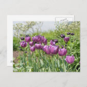 PAARSE TULIPS BRIEFKAART (Voorkant / Achterkant)