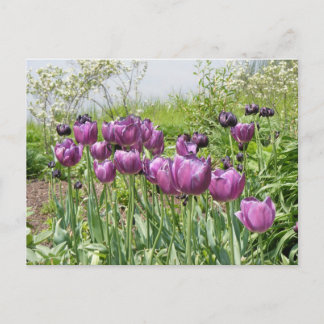 PAARSE TULIPS BRIEFKAART