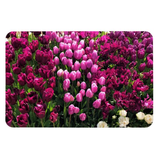 Paarse Tulips Garden Bed Magneet (Horizontaal)