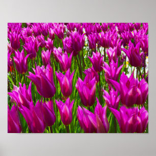Paarse Tulips Keukenhof Holland Small Poster