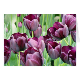 Paarse Tullips
