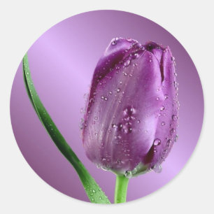 paarse tulp met regendruppels ronde sticker
