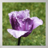 Paarse tulp poster (Voorkant)