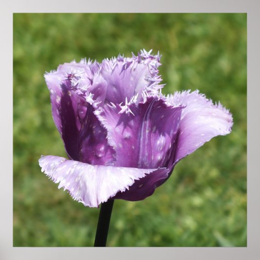 Paarse tulp poster (Voorkant)