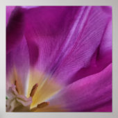 Paarse Tulp Print Bloeiend (Voorkant)