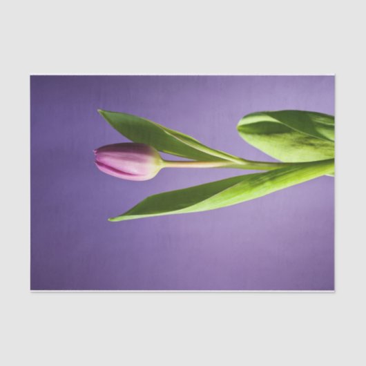 Paarse tulp tissuepapier (Voorkant)
