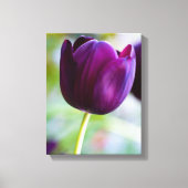 Paarse tulpbloem Canvas druk (Voorkant)