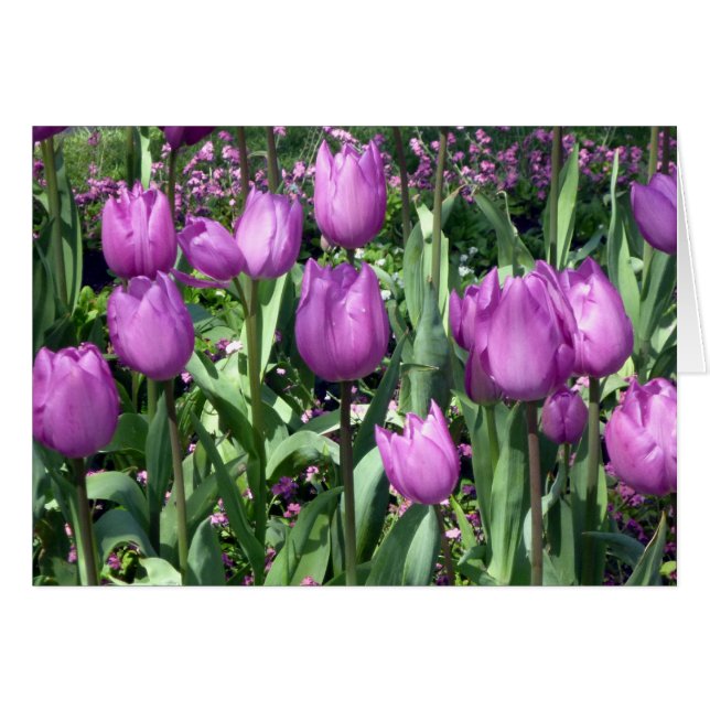 paarse tulpen (Voorkant Horizontaal)