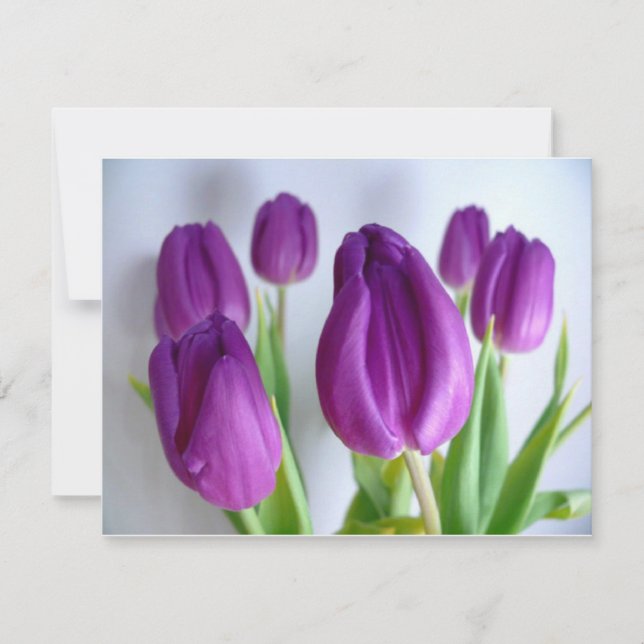Paarse Tulpen (Voorkant)