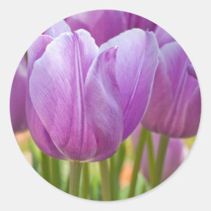 Paarse tulpen bloeien in het voorjaar ronde sticker