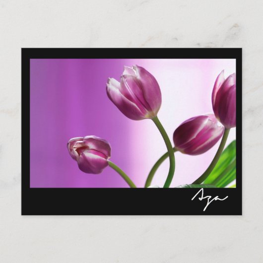 paarse tulpen briefkaart (Voorkant)