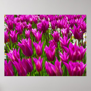 Paarse tulpen in Keukenhof, Holland afdruk Poster