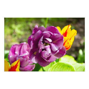 Paarse tulpen op een zonnige dag foto afdruk