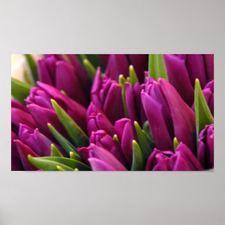 Paarse Tulpen Poster
