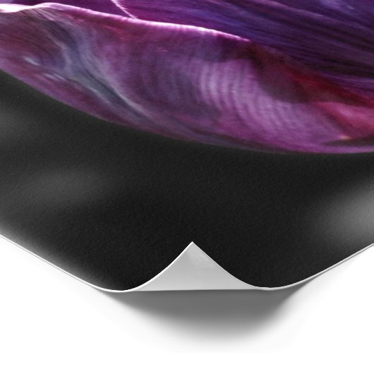 Paarse Tulpventilator gedeeltelijke kleur Poster (Hoek)