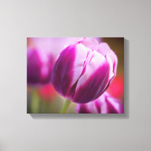 Paarse tweetone Tulp Canvas Afdruk