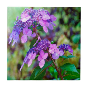 Paarse Twist and Shout Hortensia Bloem Tegeltje