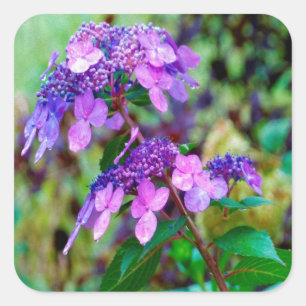 Paarse Twist and Shout Hortensia Bloem Vierkante Sticker