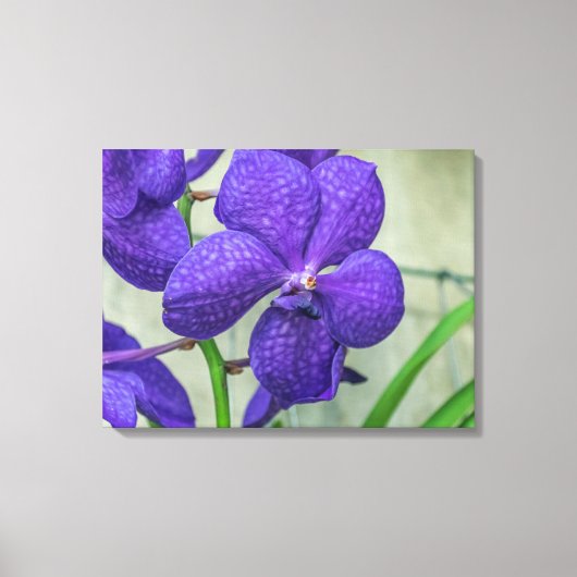Paarse vanda orchidee uitzicht canvas print (Voorkant)