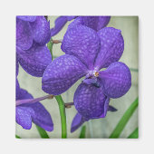 Paarse Vanda orchideeën uitzicht Magneet (Voorkant)
