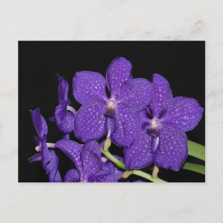 Paarse vandagorchidee briefkaart