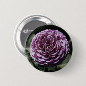 Paarse variabele Dahlia Button (Voorkant /achterkant)