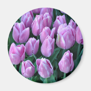 Paarse veertulpen magneet