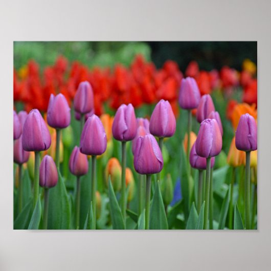 Paarse veertulpen poster (Voorkant)